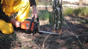 Professional  Tree Services in Haledon, NJ