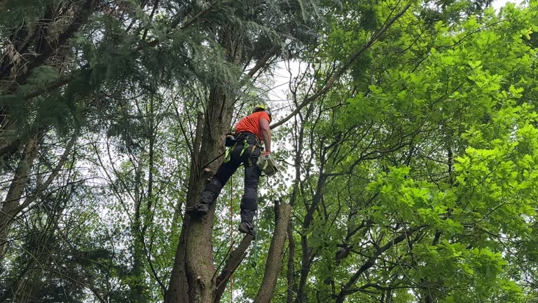 Best Seasonal Cleanup (Spring/Fall)  in Haledon, NJ