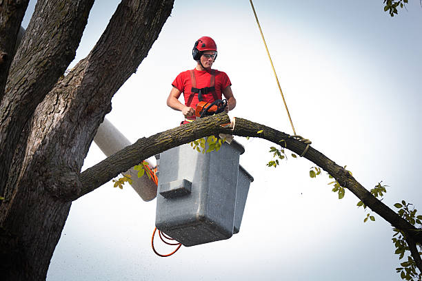 Best Utility Line Clearance  in Haledon, NJ